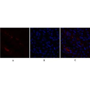 p21兔多抗,p21 Rabbit Polyclonal Antibody