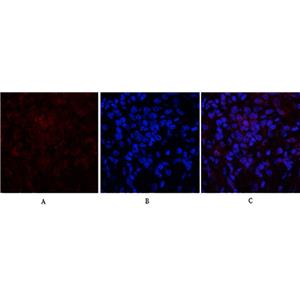 p21兔多抗,p21 Rabbit Polyclonal Antibody