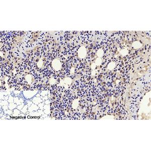 p21兔多抗,p21 Rabbit Polyclonal Antibody