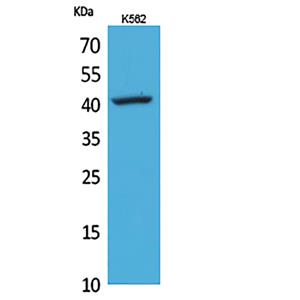 CD62L兔多抗,CD62L Rabbit Polyclonal Antibody