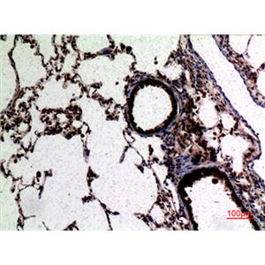 CD62L兔多抗,CD62L Rabbit Polyclonal Antibody