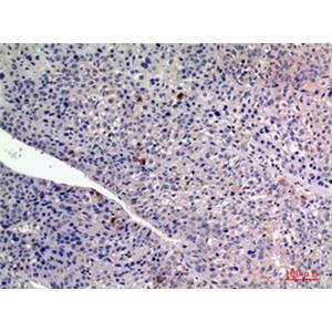 FGF2兔多抗,FGF2 Rabbit Polyclonal Antibody