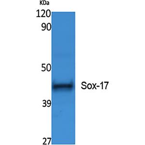 SOX17兔多抗,SOX17 Rabbit Polyclonal Antibody