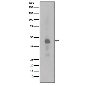 Phospho-CREB (Ser133)兔多抗,Phospho-CREB (Ser133) Rabbit Polyclonal Antibody