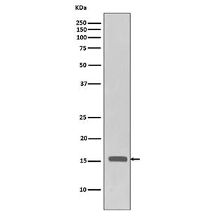 Phospho-Histone H3 (Thr3)兔多抗,Phospho-Histone H3 (Thr3) Rabbit Polyclonal Antibody