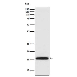 DiMethyl-Histone H3 (Lys4)兔多抗,DiMethyl-Histone H3 (Lys4) Rabbit Polyclonal Antibody