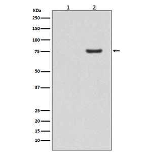 Phospho-Synapsin I (Ser9)兔多抗,Phospho-Synapsin I (Ser9) Rabbit Polyclonal Antibody
