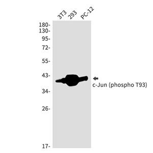 Phospho-c-Jun (Thr93)兔多抗,Phospho-c-Jun (Thr93) Rabbit Polyclonal Antibody
