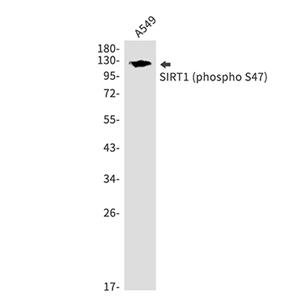 Phospho-SIRT1 (Ser47)兔多抗,Phospho-SIRT1 (Ser47) Rabbit Polyclonal Antibody