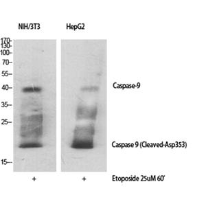 Cleaved-Caspase 9兔多抗,Cleaved-Caspase 9 Rabbit Polyclonal Antibody