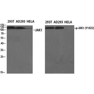 Phospho-JAK1 (Tyr1022)兔多抗,Phospho-JAK1 (Tyr1022) Rabbit Polyclonal Antibody