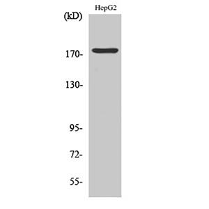 Phospho-EGFR (Tyr1092)兔多抗,Phospho-EGFR (Tyr1092) Rabbit Polyclonal Antibody