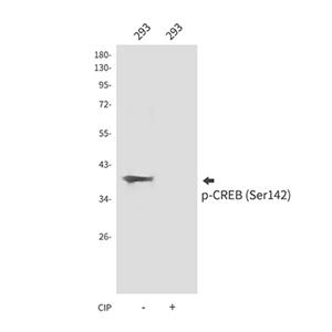 Phospho-CREB (Ser142)兔多抗,Phospho-CREB (Ser142) Rabbit Polyclonal Antibody