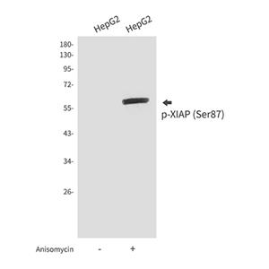 Phospho-XIAP (Ser87)兔多抗,Phospho-XIAP (Ser87) Rabbit Polyclonal Antibody