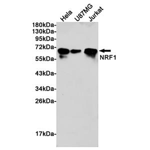 Nrf1兔多抗,Nrf1 Rabbit Polyclonal Antibody