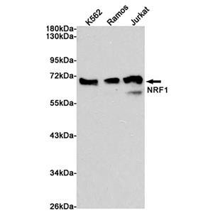 Nrf1兔多抗,Nrf1 Rabbit Polyclonal Antibody