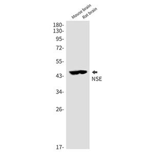 NSE兔多抗,NSE Rabbit Polyclonal Antibody