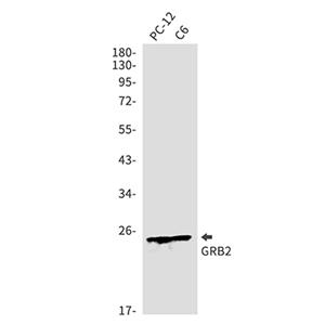 GRB2兔多抗,GRB2 Rabbit Polyclonal Antibody