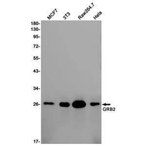 GRB2兔多抗,GRB2 Rabbit Polyclonal Antibody