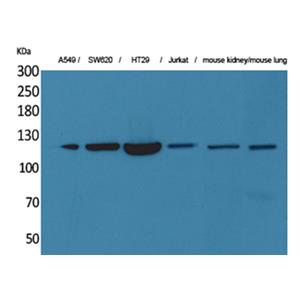 CD133兔多抗,CD133 Rabbit Polyclonal Antibody
