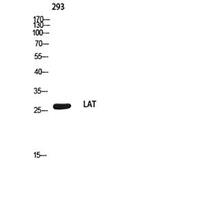 LAT兔多抗,LAT Rabbit Polyclonal Antibody