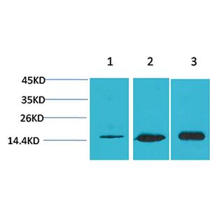 LC3B兔多抗,LC3B Rabbit Polyclonal Antibody