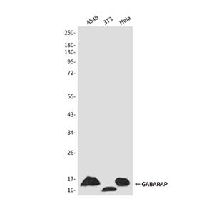GABARAP兔多抗,GABARAP Rabbit Polyclonal Antibody