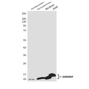GABARAP兔多抗,GABARAP Rabbit Polyclonal Antibody