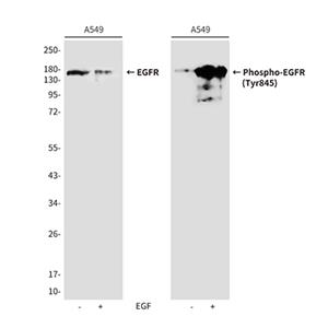 Phospho-EGFR (Tyr845)兔多抗,Phospho-EGFR (Tyr845) Rabbit Polyclonal Antibody