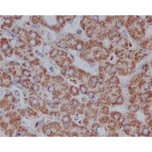 VDAC1兔多抗,VDAC1 Rabbit Polyclonal Antibody