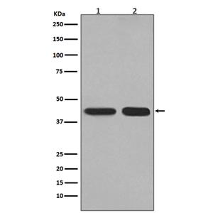 PGK1兔多抗,PGK1 Rabbit Polyclonal Antibody