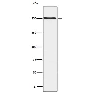 Phospho-mTOR (Ser2448)兔多抗,Phospho-mTOR (Ser2448) Rabbit Polyclonal Antibody
