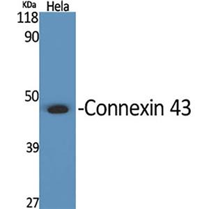 Connexin 43兔多抗,Connexin 43 Rabbit Polyclonal Antibody