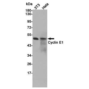Cyclin E1兔多抗,Cyclin E1 Rabbit Polyclonal Antibody