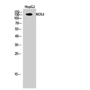 eNOS兔多抗,eNOS Rabbit Polyclonal Antibody
