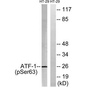 ATF-1 (phospho Ser63)兔多抗,ATF-1 (phospho Ser63) Rabbit Polyclonal Antibody