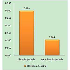 ATF-2 (phospho Ser472)兔多抗,ATF-2 (phospho Ser472) Rabbit Polyclonal Antibody