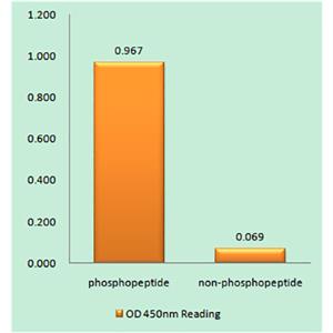 ATR (phospho Ser428)兔多抗,ATR (phospho Ser428) Rabbit Polyclonal Antibody