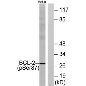 Bcl-2 (phospho Ser87)兔多抗,Bcl-2 (phospho Ser87) Rabbit Polyclonal Antibody