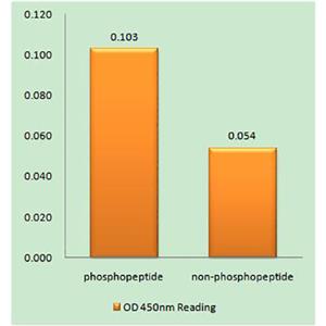 Bcl-x (phospho Thr115)兔多抗,Bcl-x (phospho Thr115) Rabbit Polyclonal Antibody