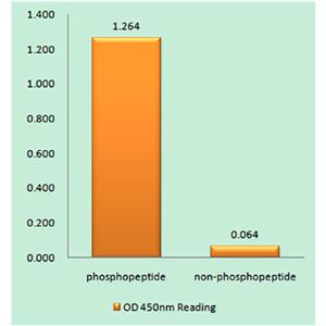 Btk (phospho Tyr551)兔多抗,Btk (phospho Tyr551) Rabbit Polyclonal Antibody
