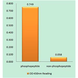 C/EBP α (phospho Thr226)兔多抗,C/EBP α (phospho Thr226) Rabbit Polyclonal Antibody