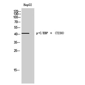 C/EBP α (phospho Thr230)兔多抗,C/EBP α (phospho Thr230) Rabbit Polyclonal Antibody