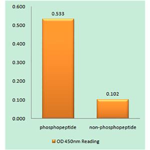 CAD (phospho Thr456)兔多抗,CAD (phospho Thr456) Rabbit Polyclonal Antibody