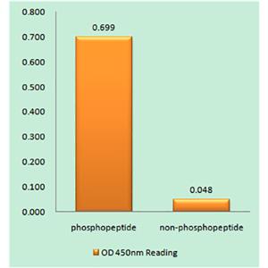 Caspase-9 (phospho Ser196)兔多抗,Caspase-9 (phospho Ser196) Rabbit Polyclonal Antibody