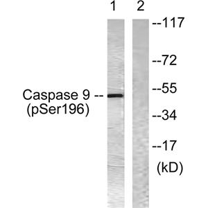 Caspase-9 (phospho Ser196)兔多抗,Caspase-9 (phospho Ser196) Rabbit Polyclonal Antibody