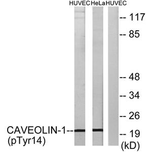 Caveolin-1 (phospho Tyr14)兔多抗,Caveolin-1 (phospho Tyr14) Rabbit Polyclonal Antibody