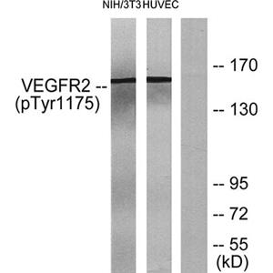 Flk-1 (phospho Tyr1175)兔多抗,Flk-1 (phospho Tyr1175) Rabbit Polyclonal Antibody