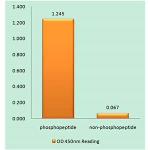 FoxO1 (phospho Ser319)兔多抗,FoxO1 (phospho Ser319) Rabbit Polyclonal Antibody
