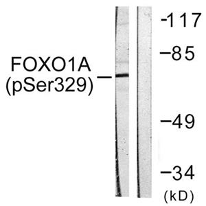 FoxO1A (phospho Ser329)兔多抗,FoxO1A (phospho Ser329) Rabbit Polyclonal Antibody